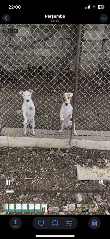 zvanok it: Cek rassel teryer, Peyvəndli — 6