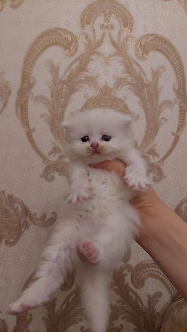 Şotland uzun tüklü, Dişi, Ünvandan götürmə, Ödənişli çatdırılma