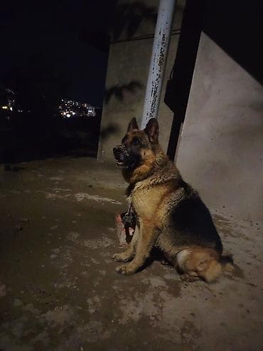 qara avçarka: Alman çoban iti, 3 il, Erkek, Cütləşmə üçün — 1