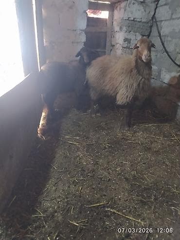 Qoyun və quzu cütü - Ana qoyun: yerli ətlik-yunlu tip, açıq-qəhvəyi