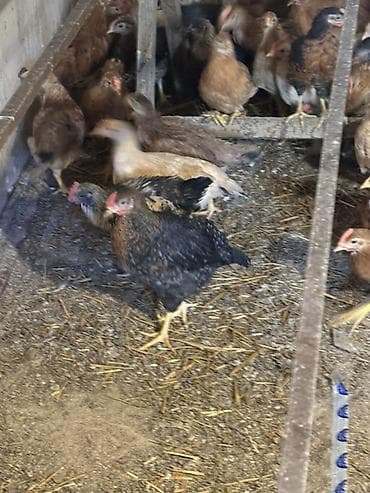 cücə satisi: Toyuq cücələri, Ətlik — 8