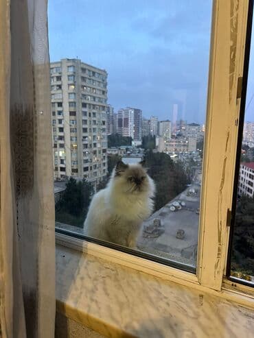 menks cinsi pişik: Fars, Dişi, Yaxşı əllərə, Ünvandan götürmə — 6