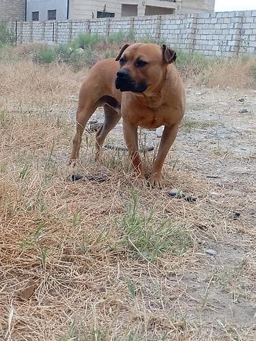 itlərin cutləşmə vaxtı: Pitbul, 3 il, Erkek, Peyvəndli — 2