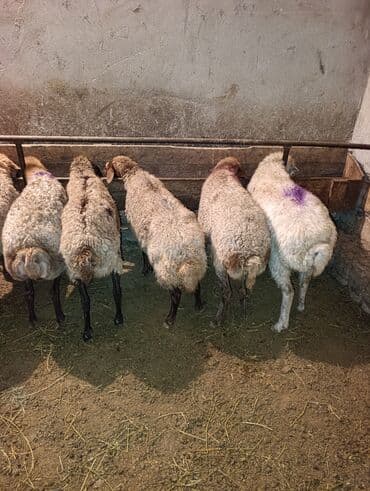 cins ineklerin satisi 2019: Qoca yem qoyunları satilir bogazdilar qiymətdə razılaşmaq olar — 2