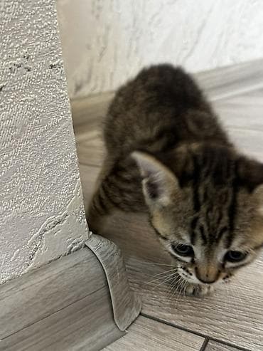 pişik eşyalari: Tabbi, Yaxşı əllərə, Ödənişli çatdırılma — 2