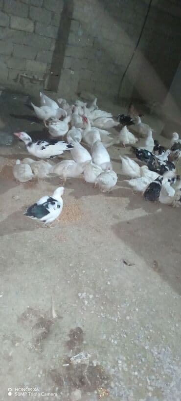 Daraq panellər: Erkək, Ətlik — 8