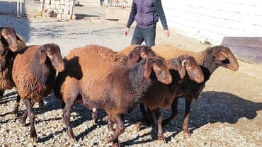 tap az qoyun: Qoyun sürüsü – yerli ətlik-südlük istiqamət - Növ: qaragül/yerli tükü — 2