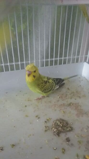 попугай ара цена: Попугаи — 5