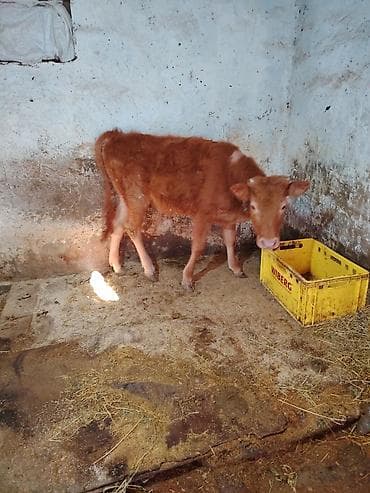 dişi danalar: Maşallah yeyimcil heyvandı dam maldı — 1