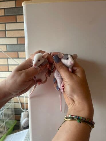 купить хорька в баку: Декоративные крысята, мальчики и девочки. 30 дней. Цена 40м. По всем — 1