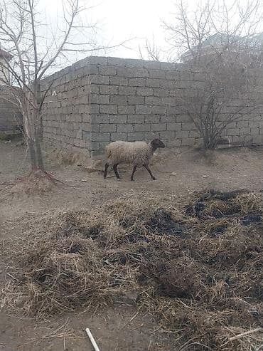 meymun sekli: 400 manatda 750 manata kimi var — 3