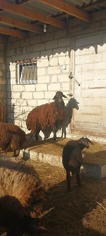 qoyun mal: Damazdig togludu 10 ayılig — 1