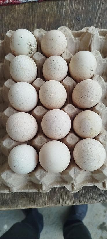 first class kofe: Yerli hinduşka yumurtası var istəyən yazsın — 1