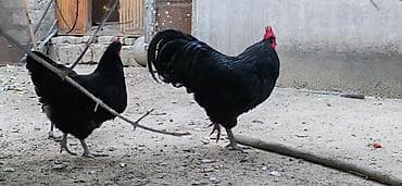 Heyvanlar: Toyuq, Australorp, Damazlıq — 2