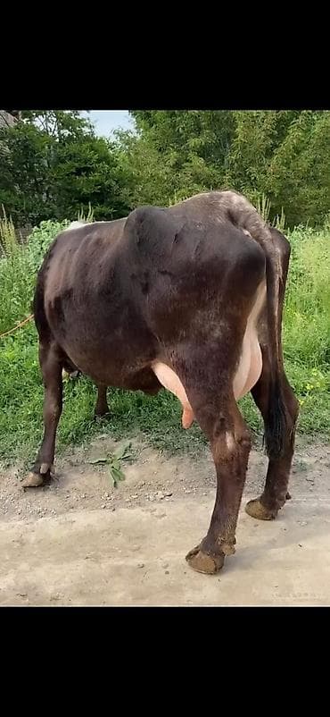 akvarium baliqlari qizil baliq: Süd inəyi və buzağı paketi - Cins tipi: qara rəngli süd istiqamətli — 2