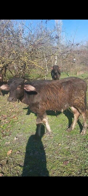 heyvan bazarı tap az: Dana, buzov, Erkək, ay: 8, Damazlıq — 1