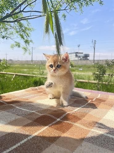 британская шиншилла баку: Британская, Самка — 5