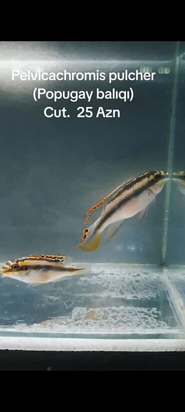 poni qiyməti: Pelvicachromis pulcher. Cut. 25 Azn. ( SON QiYMET !!! ) WhatsApp — 3