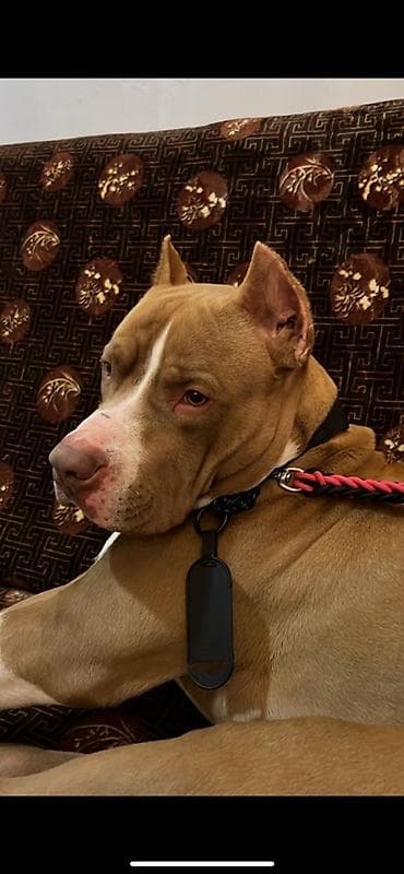 Digər heyvanlar: Pitbul, 10 ay — 3