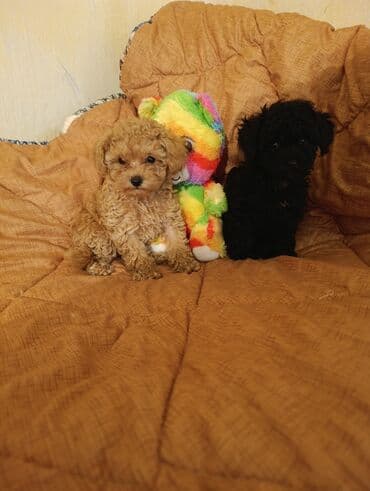 şpiç iti: Pudel — 12