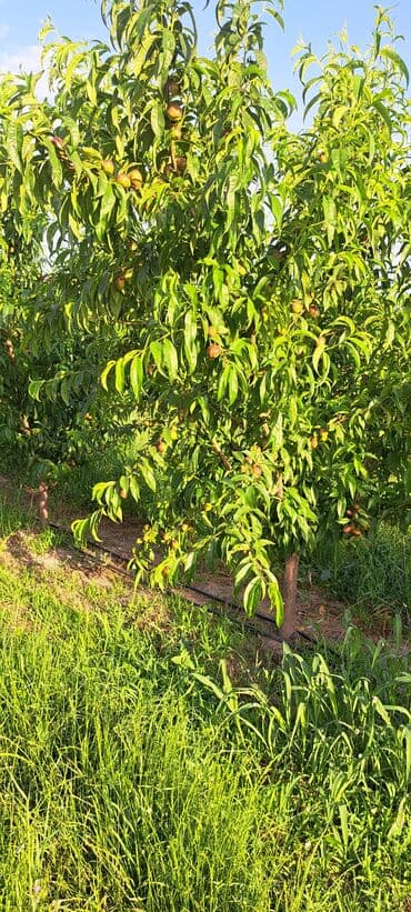agac sekilleri: Sıralı şəkildə əkilmiş, bol meyvəli şaftalı ağacları. Ağaclar düzgün — 1
