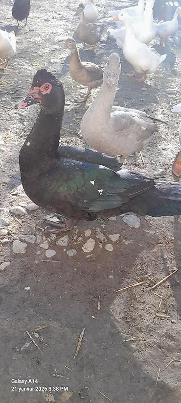 heyvanlar keci: Erkək, | Lal ördək, Ətlik — 1