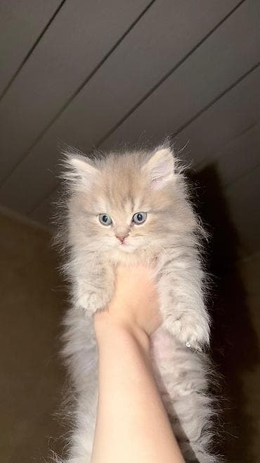 Digər heyvanlar: Erkək, Dişi, Yaxşı əllərə, Ünvandan götürmə, Pulsuz çatdırılma, Ödənişli çatdırılma — 2