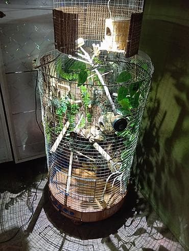 ereb kecisi: Unikal şaquli terrarium/volyer – dekorativ ağac gövdəsi və təbii — 5