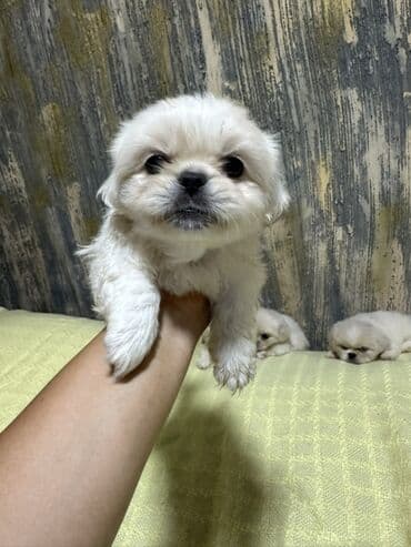 it parodaları: Pekines, 2 ay, Erkek — 1