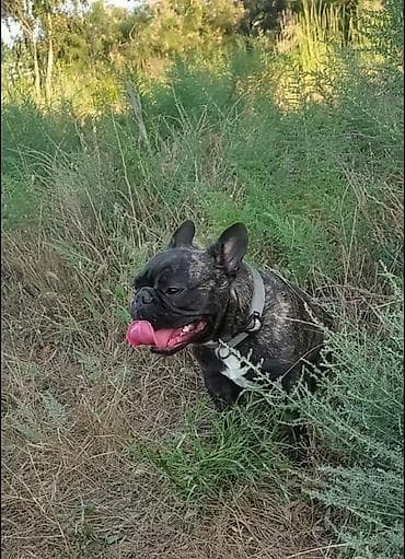 it cinsi: Fransız buldoqu – erkək, pələngi rəng (brindle) kürk, sinəsində ağ — 2