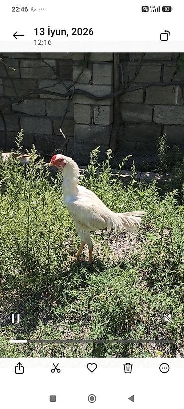 karella quş: Heyratı beçə 6 aylıq .qiymətə görə narahat etməyin barter — 3