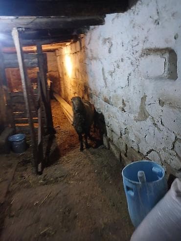 bezekli qoyun sekilleri: Kök quzu — 1