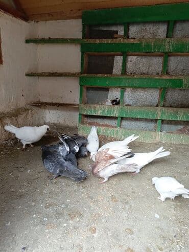 İtlər: Qaragül və ağ rənglərdə ev göyərçinləri – qarışıq sürü - Növ: ev/ucuș — 1