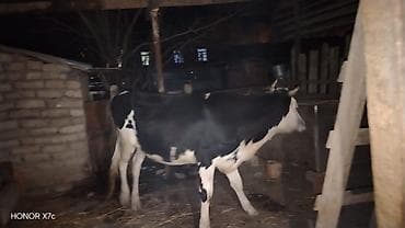 Düyə cins dügədi 3 yaşl təzə olub satllr qoyunanda barter var