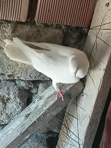 Göyərçinlər: Qüvvətli uçuşlu ev göyərçinləri – müxtəlif rənglər Məhsul təsviri: - — 2