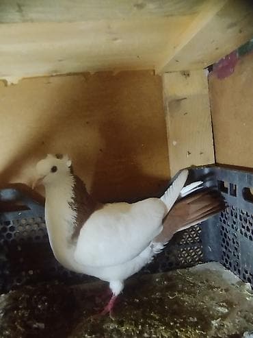 dəvə quşu satışı: Kekilli qırmızı boyun biri erkek biri maya. bir eded sari boyun kekili — 1