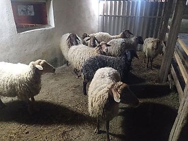 sabuncu it bazari 2024: Dişi, Qala, il: 1, 50 kq, Damazlıq, Ünvandan götürmə — 4