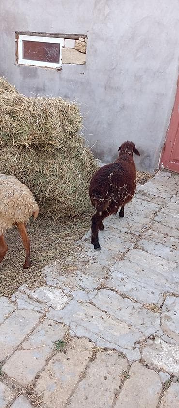 keçi çəpiş: Qoyun,quzuda dişidi,4ayliqdi
qiymət 450 manatdı — 3
