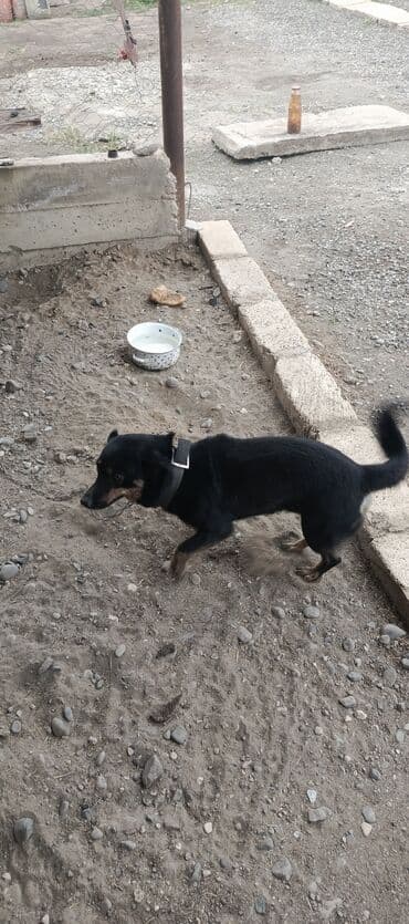 cins ineklerin satisi 2019: 2 il, Ödənişli çatdırılma — 2