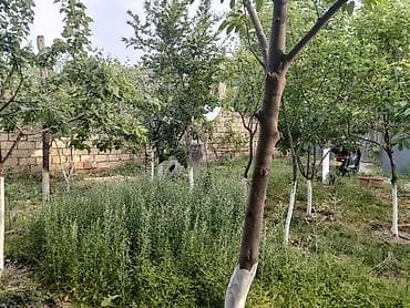 kiray ev: Bağ sahəsi və kiçik həyət evi - Möhkəm hasarla əhatələnmiş həyət; — 2