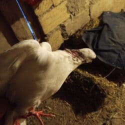 Eynəklər: Smart qolbaqlar — 3