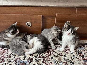 sahibləndirmə: Yaxşı əllərə — 7