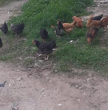 qirt toyug: Toyuq, Damazlıq — 1