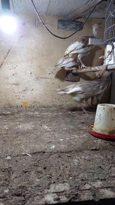 cins ineklerin satisi: Qirmizi amerkan bronz hinduska balalari satilir. təmiz qandilar — 2