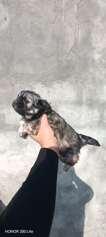 dişi itlər: Pekines, 1 ay, Erkek, Ödənişli çatdırılma — 3