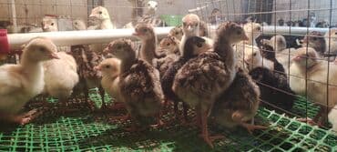 simental inek satilir: Bir həftəlik amerikan bronz və ağ kanada hinduşka balaları . anaları — 1