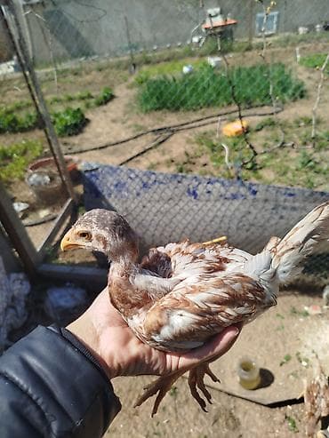 etlik cuce: Toyuq cücələri, Ətlik — 2