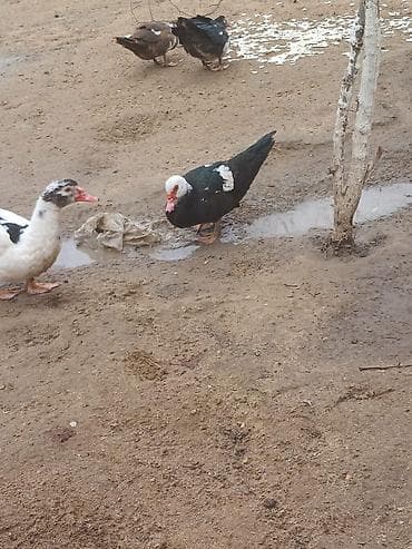 Keçilər, çəpişlər: Muscovy ördəkləri (indo-ördəklər) – qarışıq rənglərdə sürü Məhsul — 4