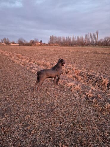 arpa toxumu satışı: Kane-Korso, 3 ay, Erkek, Ödənişli çatdırılma — 4