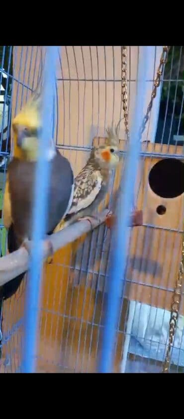 xamyak yuvası: Məhsul: Nimfa tutuquşları (cüt) Təsvir: - Kafesdə bir cüt nimfa — 7